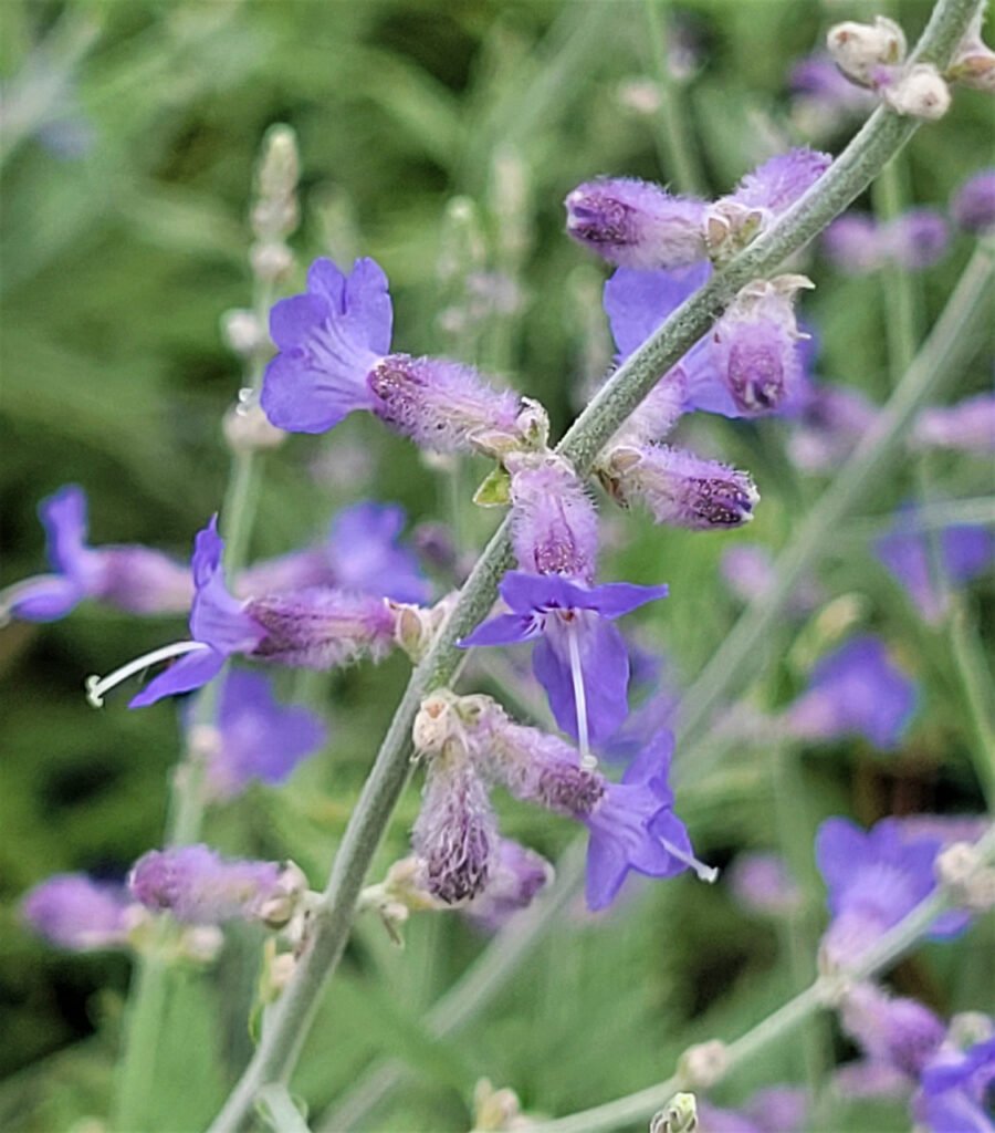 Tall Purple Flowers: Best Varieties to Add Color and Height to Your Garden 4 Russian Sage (Perovskia atriplicifolia) tall purple flowers