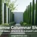 20 Narrow Columnar Shrubs for Small Spaces & Elegant Landscaping 23 20 Narrow Columnar Shrubs for Small Spaces & Elegant Landscaping