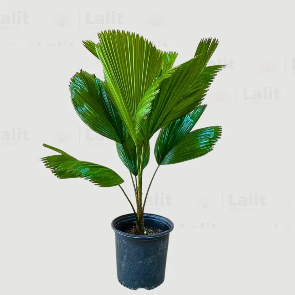 9 Houseplants to Add Fun Personality to Your Home 8 Ruffled Fan Palm (Licuala grandis)