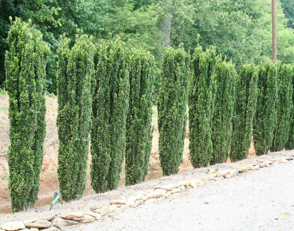 20 Skinny Evergreen Trees for Year-Round Structure and Beauty 4 Sky Pencil Holly (Ilex crenata 'Sky Pencil')
