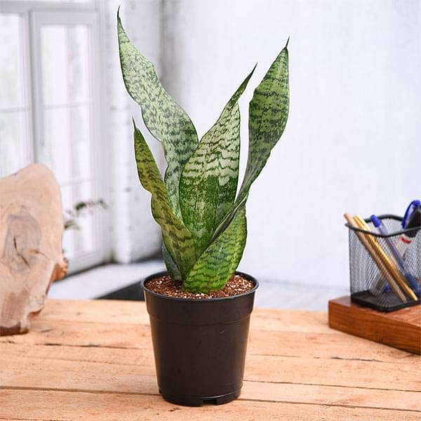 9 Houseplants to Add Fun Personality to Your Home 5 Snake Plant (Sansevieria trifasciata)
Houseplants to Add Fun Personality to Your Home