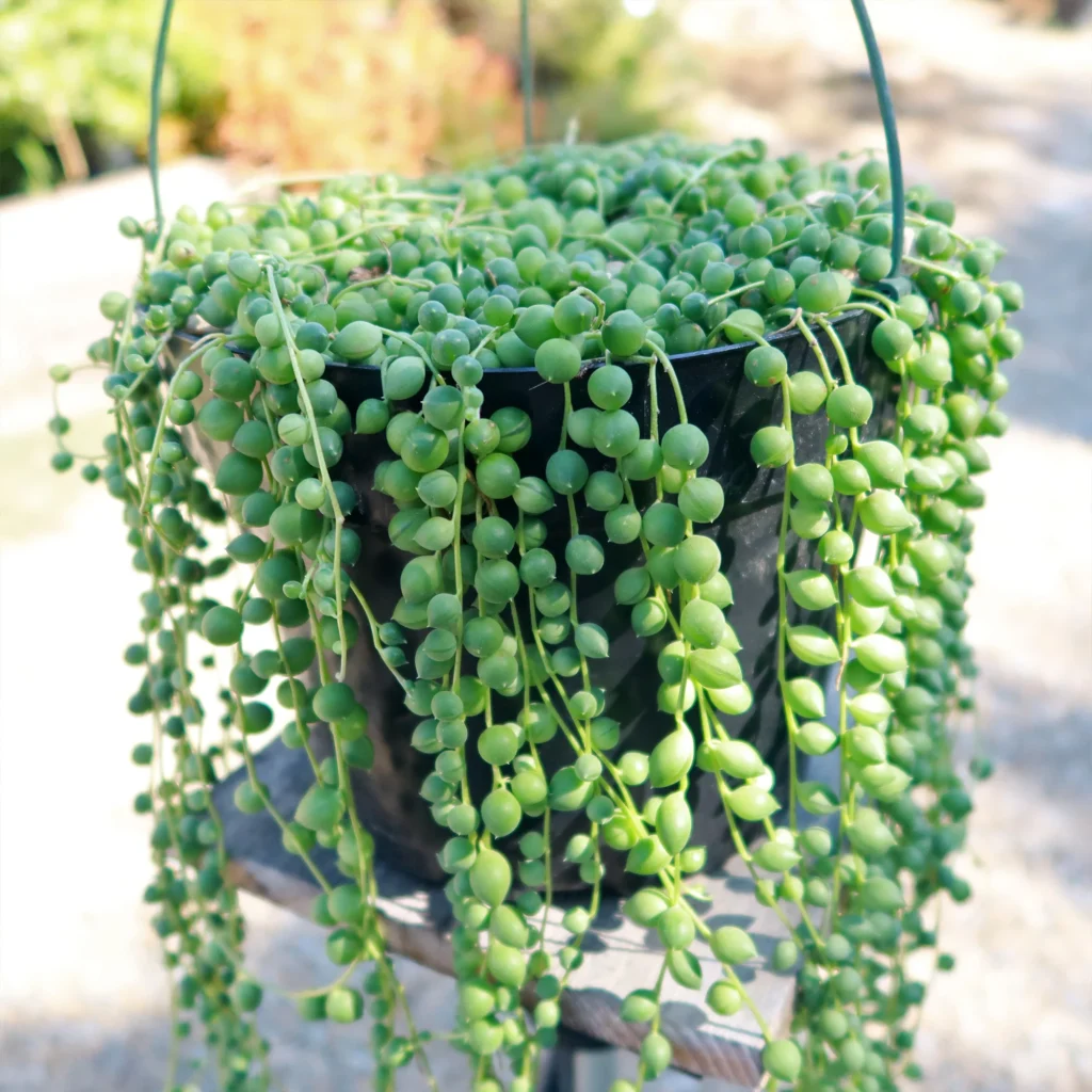 9 Houseplants to Add Fun Personality to Your Home 3 String of Pearls (Senecio rowleyanus)
Houseplants to Add Fun Personality to Your Home