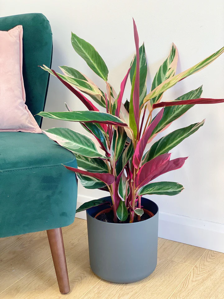 9 Houseplants to Add Fun Personality to Your Home 9 Stromanthe Triostar (Stromanthe sanguinea)