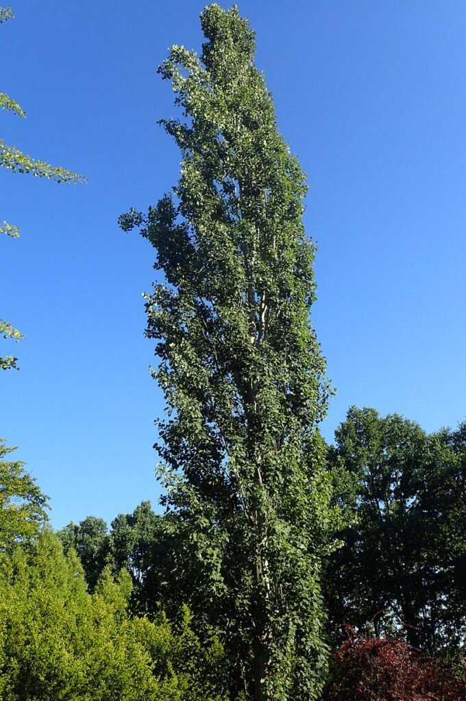 20 Skinny Evergreen Trees for Year-Round Structure and Beauty 17 Swedish Aspen (Populus tremula 'Erecta')