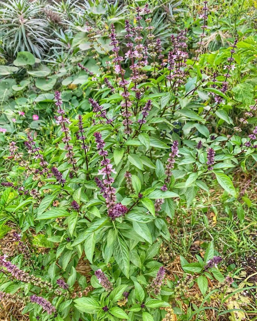 15 Tropical Herbs and Spices to Grow in Your Garden 14 Thai Basil