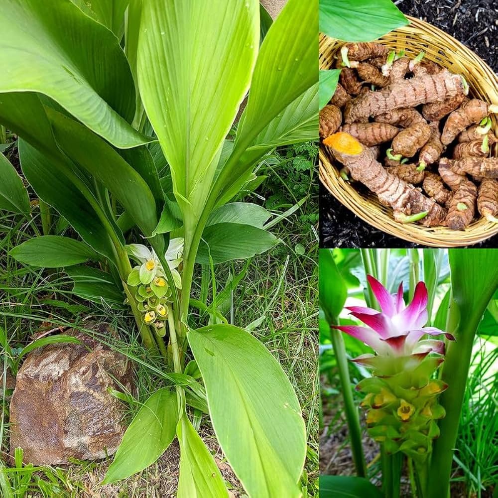 15 Tropical Herbs and Spices to Grow in Your Garden 11 Turmeric Plant