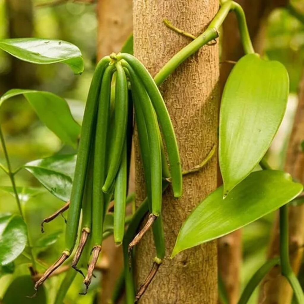 15 Tropical Herbs and Spices to Grow in Your Garden 13 orchid Vanilla planifolia