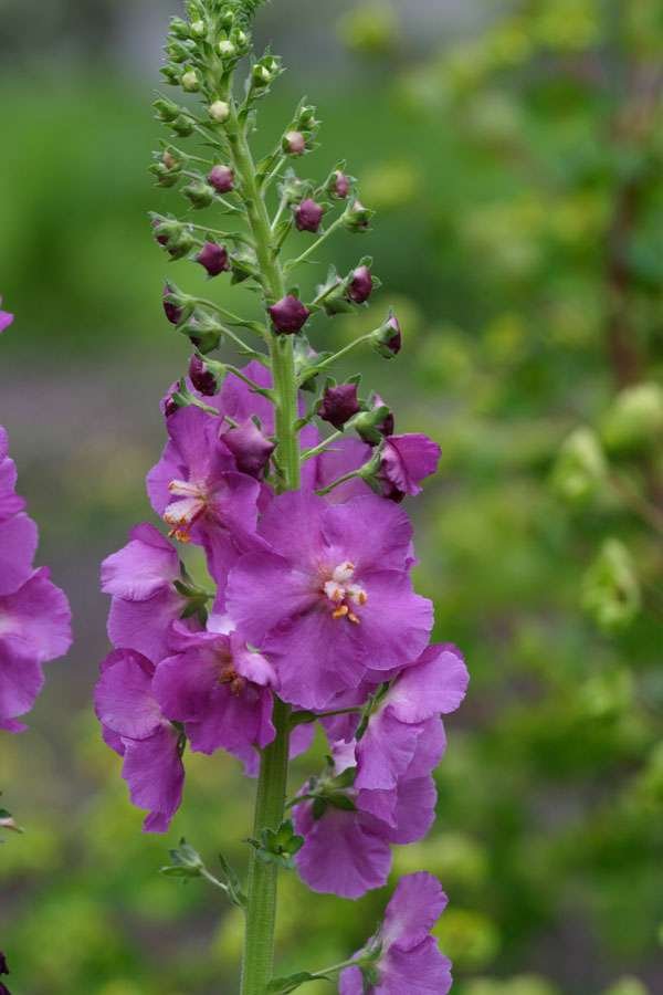 Tall Purple Flowers: Best Varieties to Add Color and Height to Your Garden 17 Verbascum (Mullein)