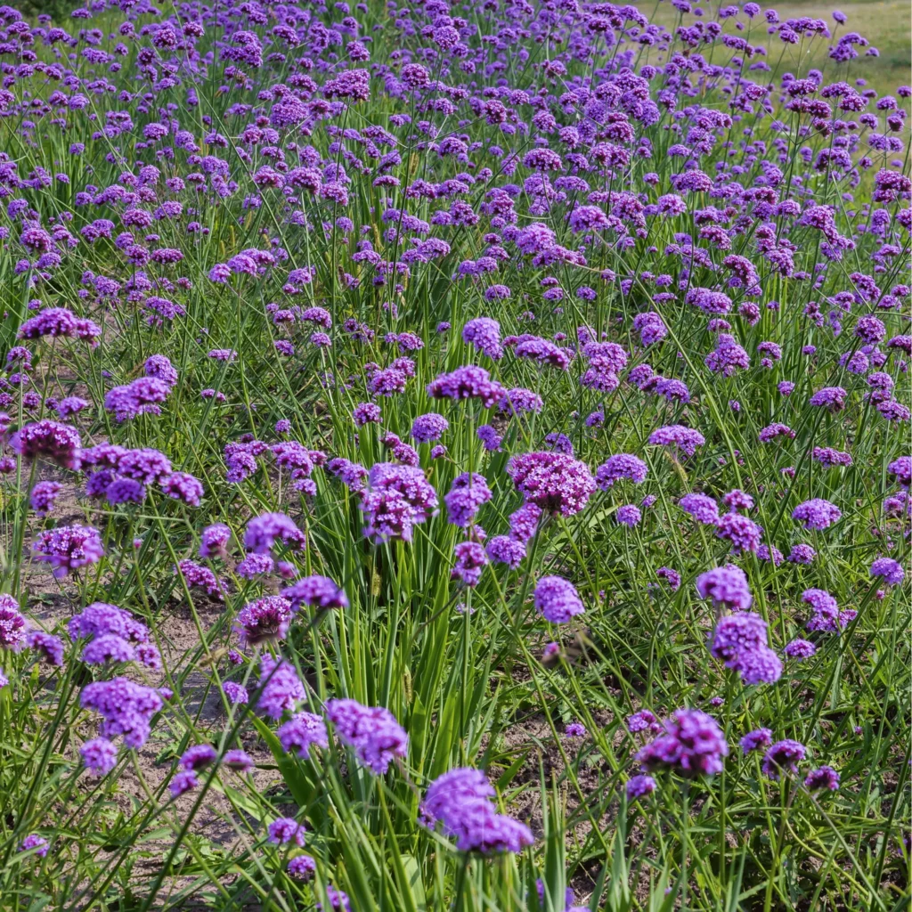 Tall Purple Flowers: Best Varieties to Add Color and Height to Your Garden 7 Verbena bonariensis (Tall Verbena)