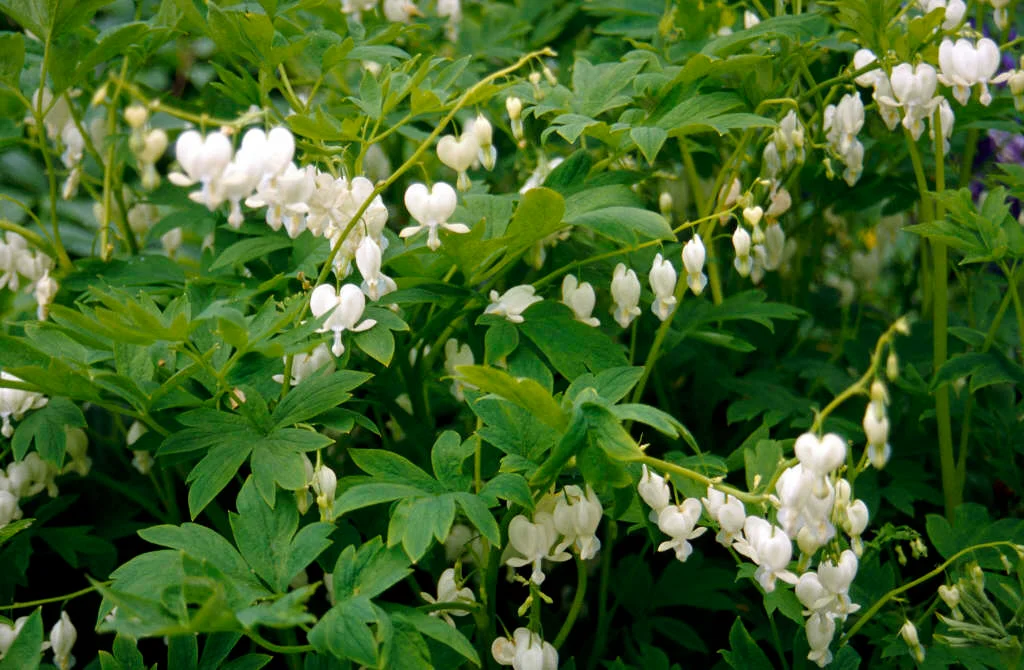 White Bleeding Heart (Lamprocapnos spectabilis)