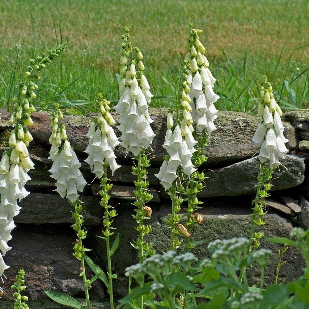 White Foxglove (Digitalis purpurea)