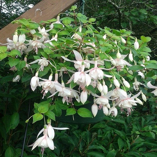 White Fuchsia (Fuchsia spp.)