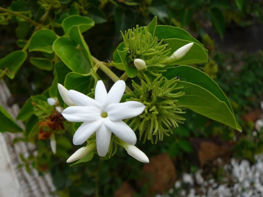 White Jasmine (Jasminum officinale)