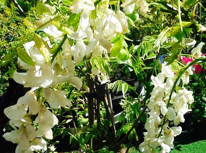 White Wisteria (Wisteria floribunda)