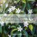 Confederate Jasmine Care: How to Grow Star Jasmine