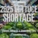 2025 Lettuce Shortage: Causes, Impacts & Gardening Tips 10 2025 Lettuce Shortage: Causes, Impacts & Gardening Tips