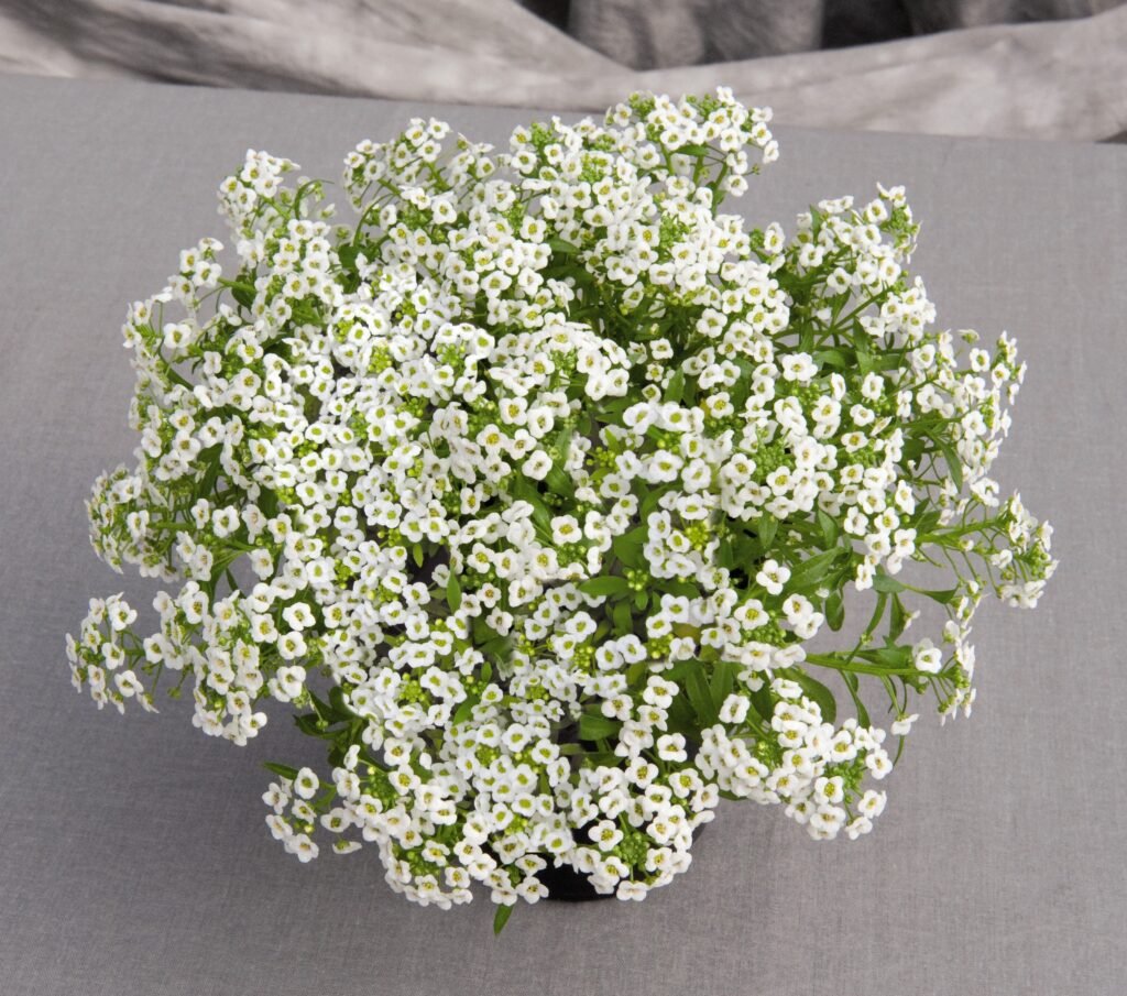 White Alyssum (Alyssum montanum)