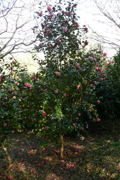 Dwarf Camellia Bushes: A Complete Growing and Care Guide 6 Camellia japonica 'Little Bit'