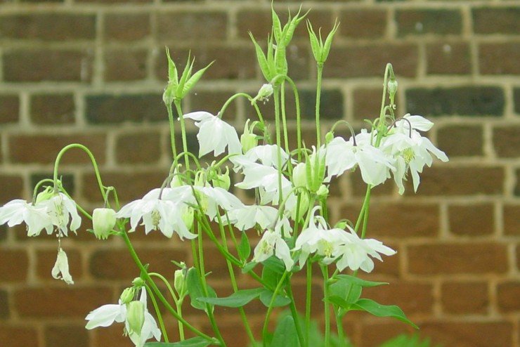 White Columbine (Aquilegia vulgaris)