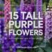 15 tall purple flowers