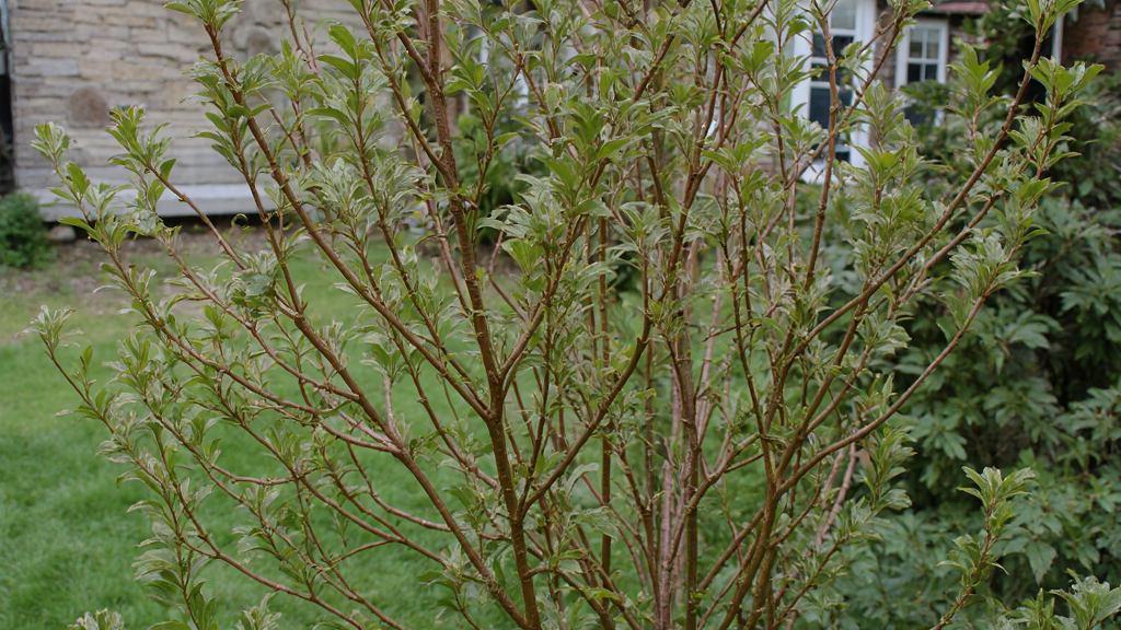 16 Small Trees Safe to Plant Near Your House 16 Harry Lauder's Walking Stick (Corylus avellana 'Contorta')