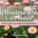 Bellissima Rosa (Bellis Perennis) Care Guide: Planting, Pruning, and Maintenance Tips 12 Guide for growing English daisies.