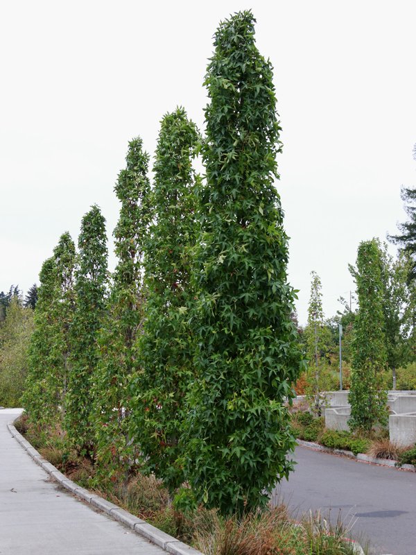 20 Skinny Evergreen Trees for Year-Round Structure and Beauty 14 Slender Silhouette Sweetgum (Liquidambar styraciflua 'Slender Silhouette')