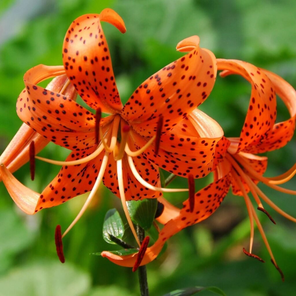 Tiger Lily: Bold Orange Blooms, Symbolism, and Easy Growing Guide 3 Tiger Lily