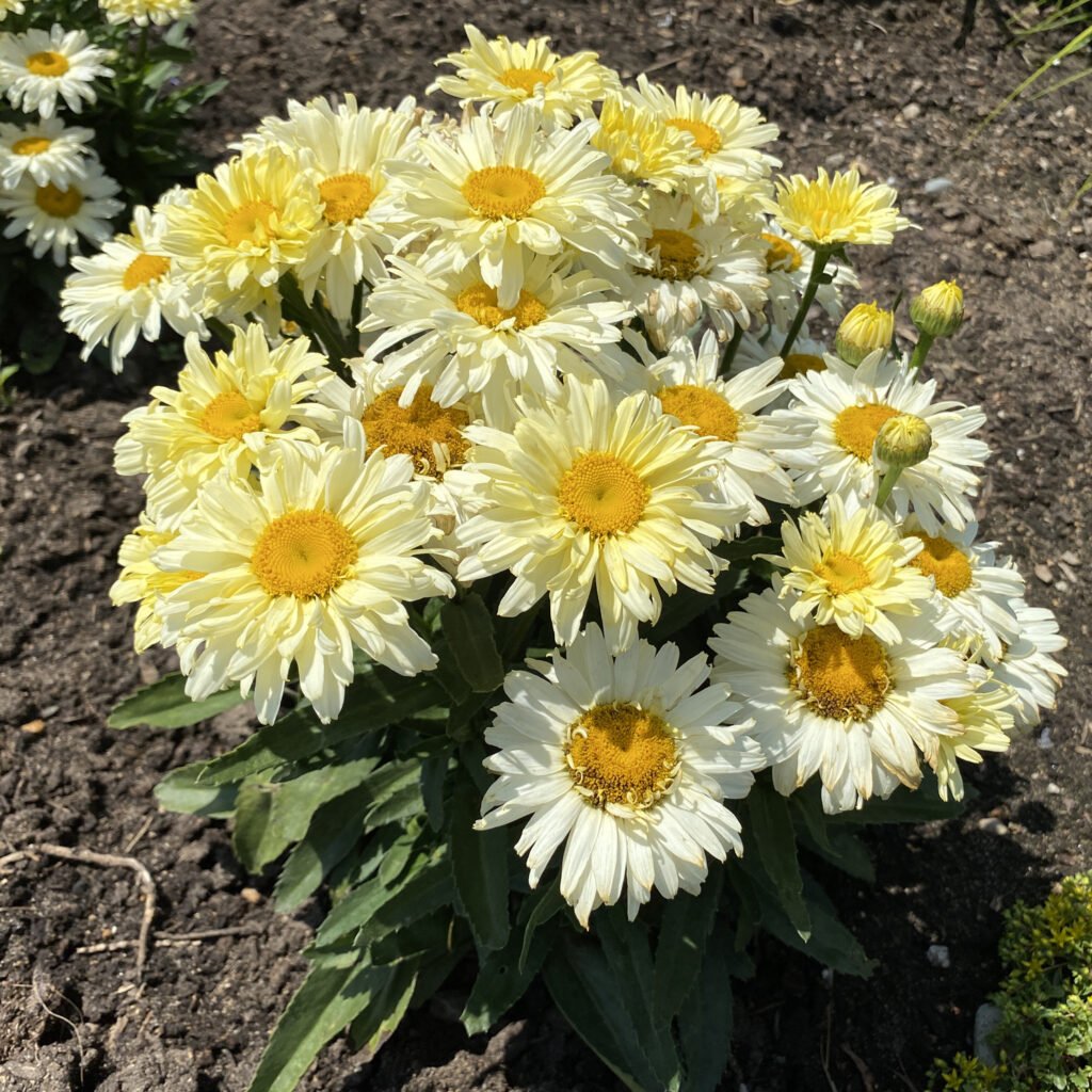 Amazing Daisies® Banana Cream II