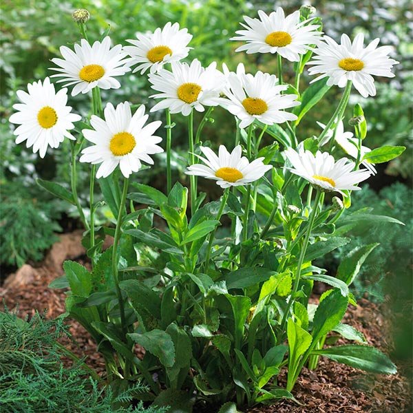 Becky Shasta Daisy 