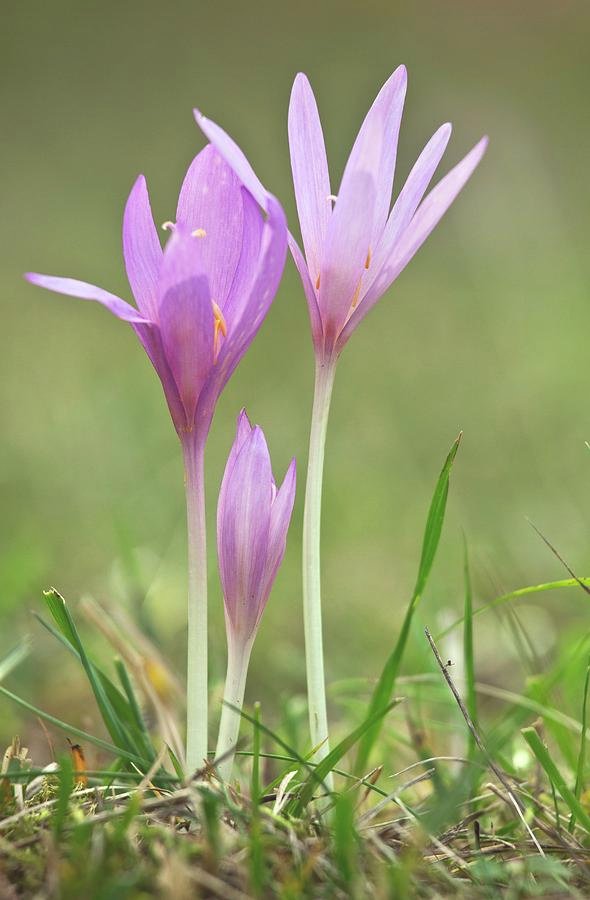 Colchicum (Autumn "Crocus")