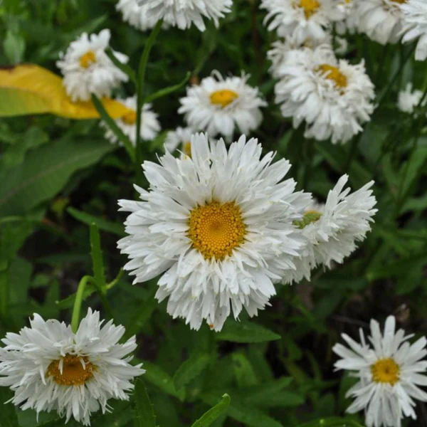 Crazy daisy shasta daisies