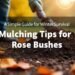 Mulching Tips for Rose Bushes in Fall: A Simple Guide for Winter Survival 3 Mulching Tips for Rose Bushes in Fall: A Simple Guide for Winter Survival