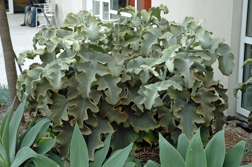 Kalanchoe beharensis (Felt Bush)