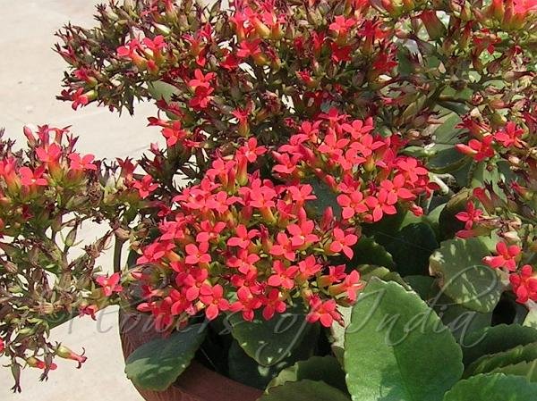 Kalanchoe blossfeldiana (Flaming Katy)