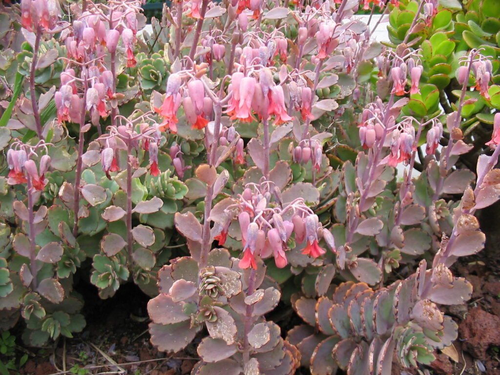 Kalanchoe fedtschenkoi (Lavender Scallops)