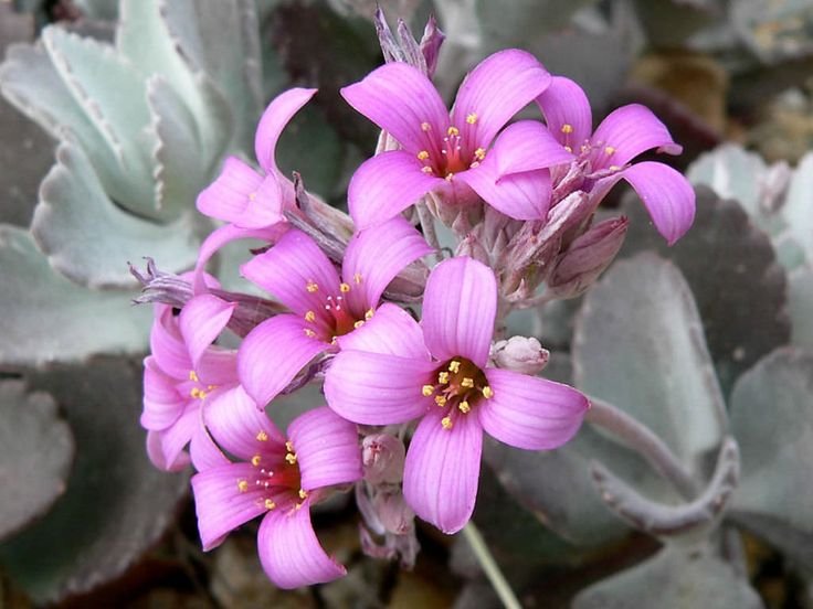 Kalanchoe pumila (Flower Dust Plant)