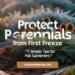 Protecting Perennials from First Freeze: 7 Simple Tips for Fall Gardeners