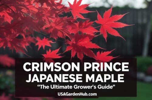 Crimson Prince Japanese Maple: The Ultimate Grower's Guide