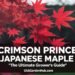 Crimson Prince Japanese Maple: The Ultimate Grower's Guide