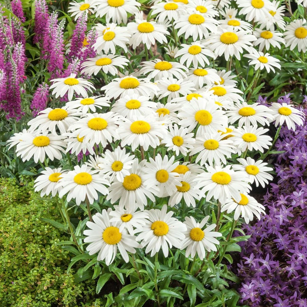 Snowcap shasta daisies