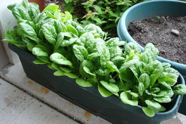 Spinach in Containers