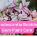 Tradescantia Bubble Gum Plant Care