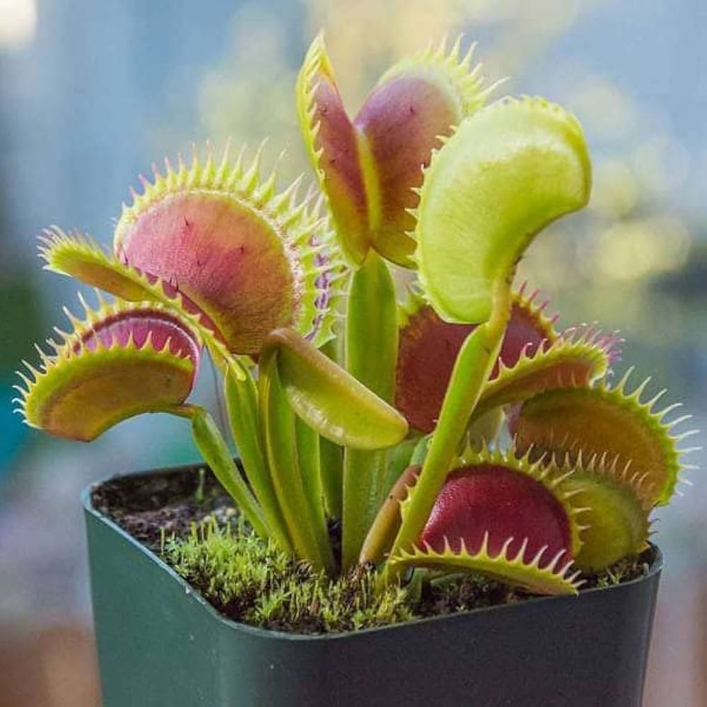 Venus FlyTrap (Dionaea muscipula)