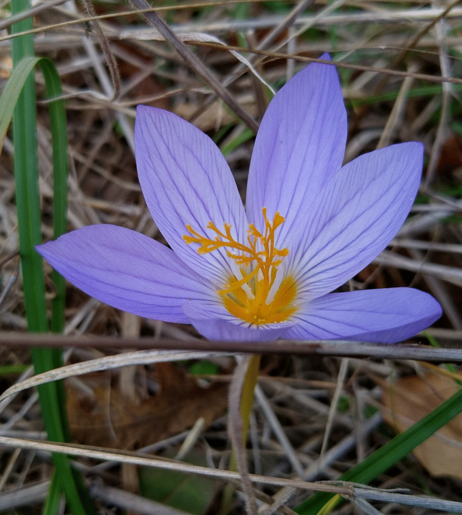 crocus iridaceae
