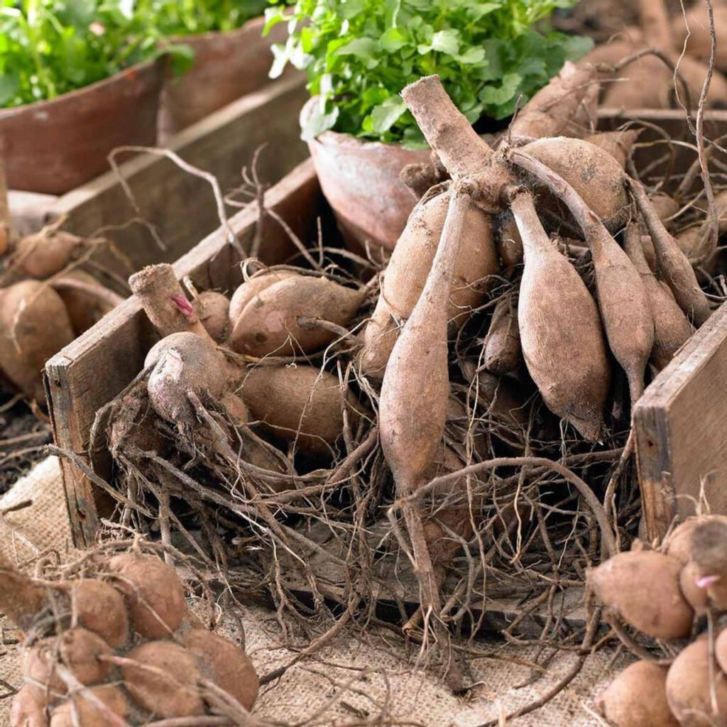 How to Store Dahlia Tubers Over Winter: A Step-by-Step Guide 3 dahlia tuber