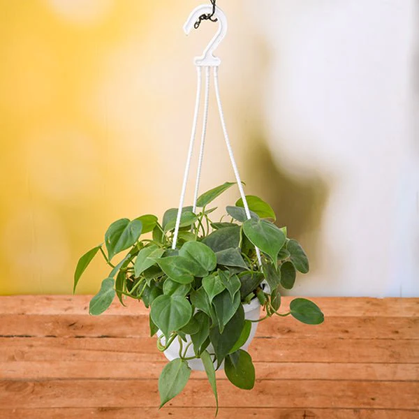 15 Best Hanging Plants for Indoors: Easy Care Guide 6 hanging philodendron plants