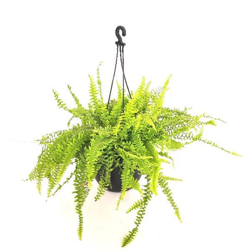 15 Best Hanging Plants for Indoors: Easy Care Guide 10 haning Boston Fern