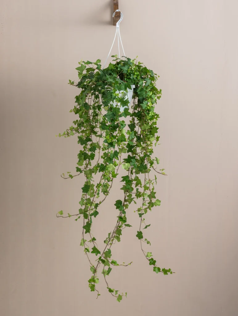 15 Best Hanging Plants for Indoors: Easy Care Guide 7 haning English Ivy