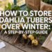 How to Store Dahlia Tubers Over Winter: A Step-by-Step Guide 3 Create a Pinterest pin image in a 2:3 vertical aspect ratio featuring the title **“How to Store Dahlia Tubers Over Winter: A Step-by-Step Guide”** in bold, clear text with a white or light yellow outline for strong contrast. Use a realistic photo background of freshly dug dahlia tubers laid on a wooden surface with labels, pruning shears, paper bags, and storage crates nearby. Show soft natural lighting with warm tones that suggest late fall. Keep colors earthy with browns and muted greens. The image should look clean, practical, and focused on proper winter storage.